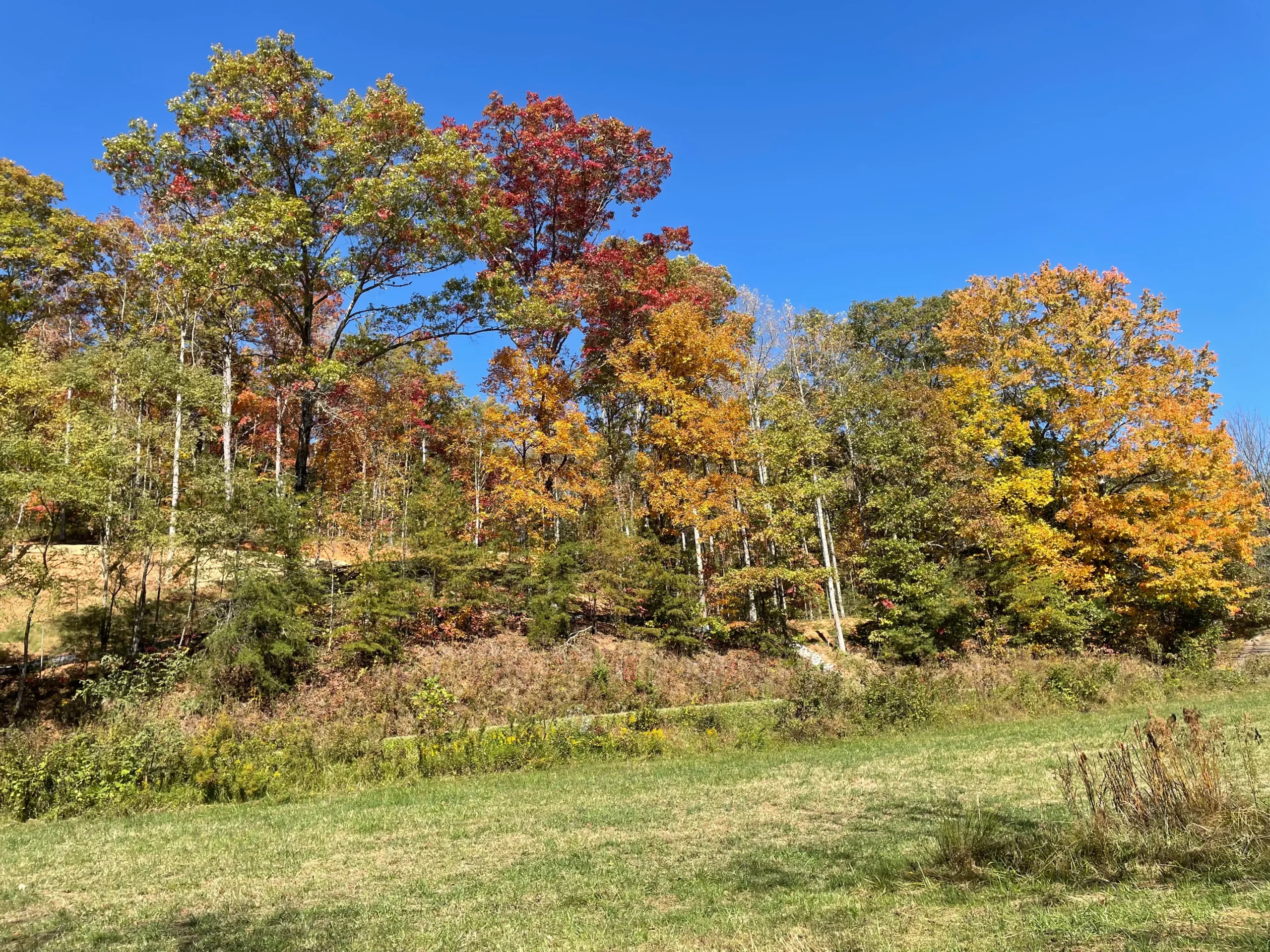 Vibrant autumn trees with red, orange