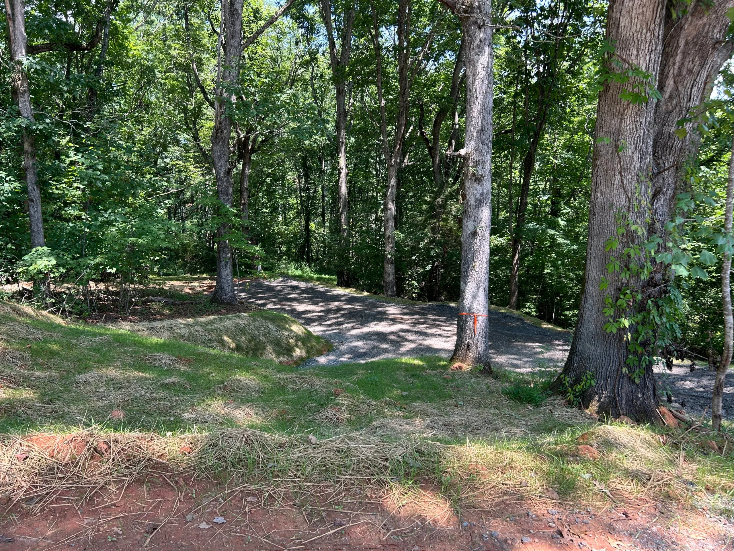 Gravel path winding through a sunlit forest of tall trees and lush greenery